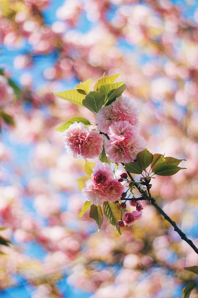 粉红花的浅聚焦摄影